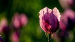 Fränkischer Blaumohn